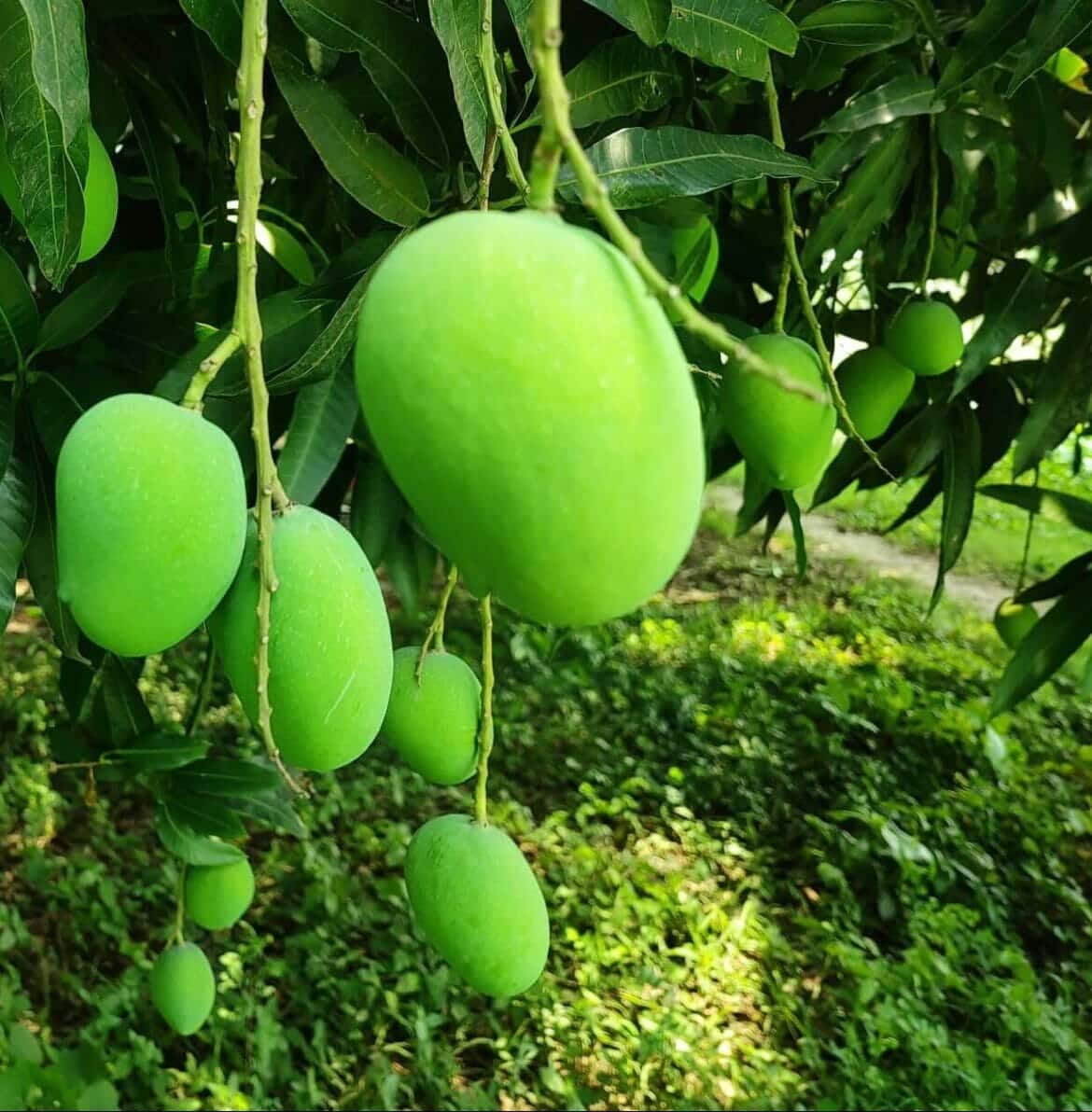 মেহেরপুর জেলায় আম সংগ্রহের সময় চুড়ান্ত