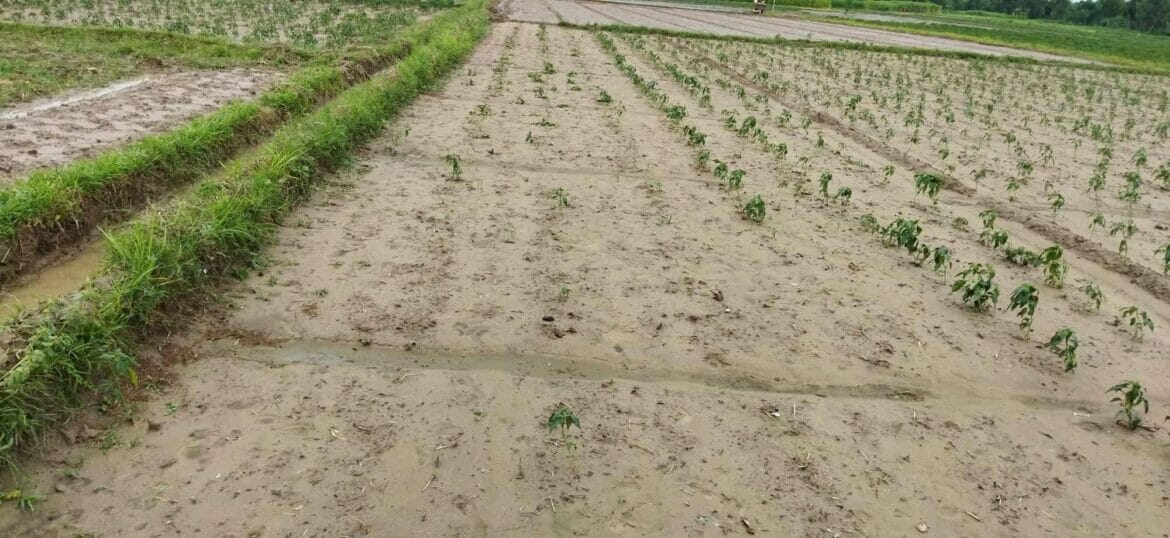 গাংনীতে ফসলের সাথে শত্রুতা