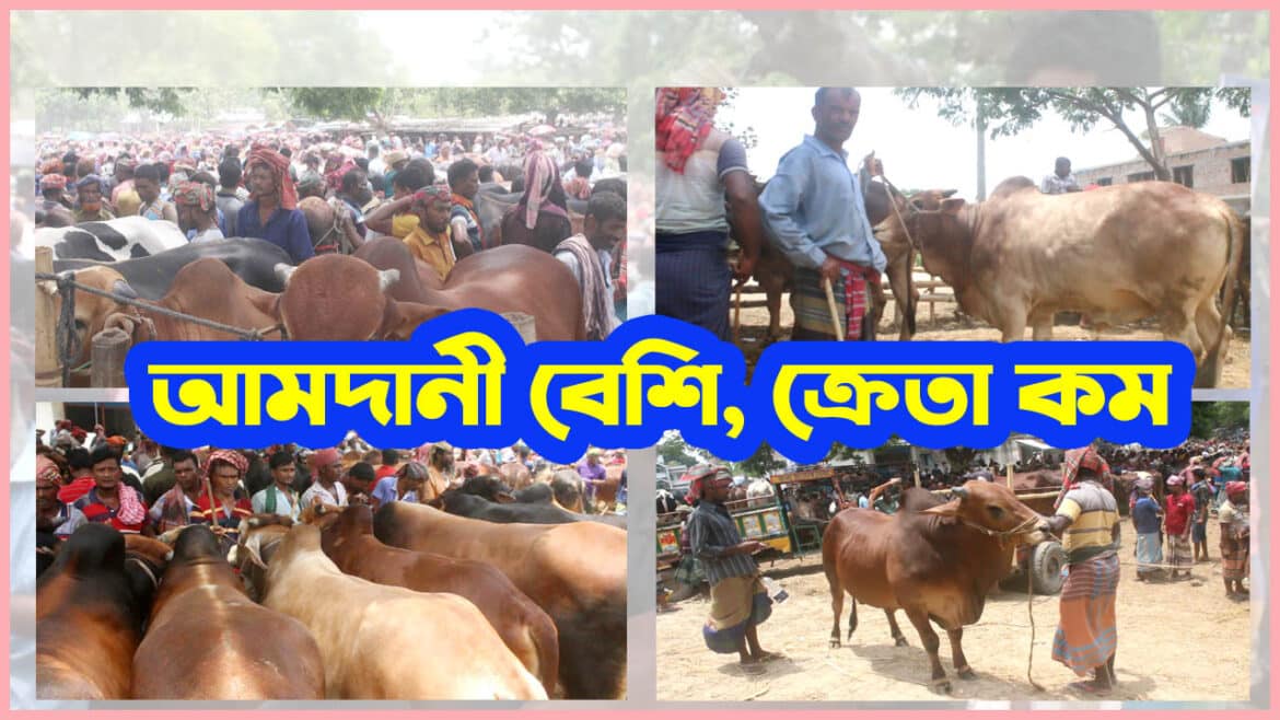 গাংনীর বামন্দী পশু হাট ; গরুর সমাহার, ক্রেতা কম