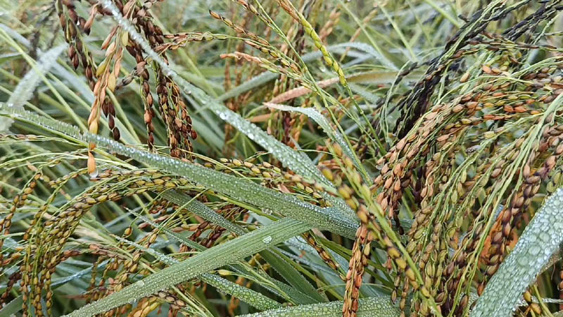 শীত কাকে বলে ? মেহেরপুরে শীতের আগমন 