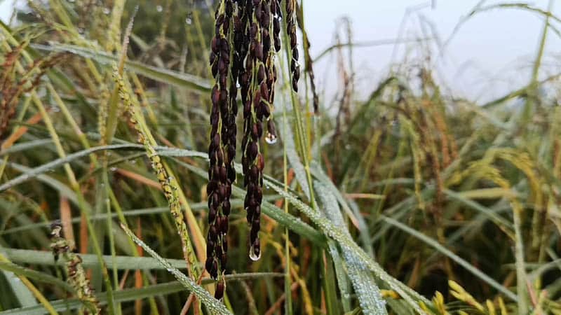 শীত কাকে বলে ? মেহেরপুরে শীতের আগমন 